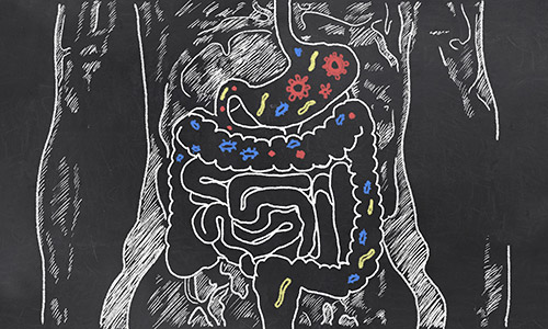 Gut Health,  Intestine, Flora